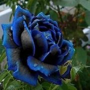View Rare Black Blue Rose- Seeds image 6