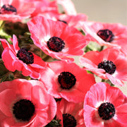 View Rosa Shocking Anemone Seeds image 1