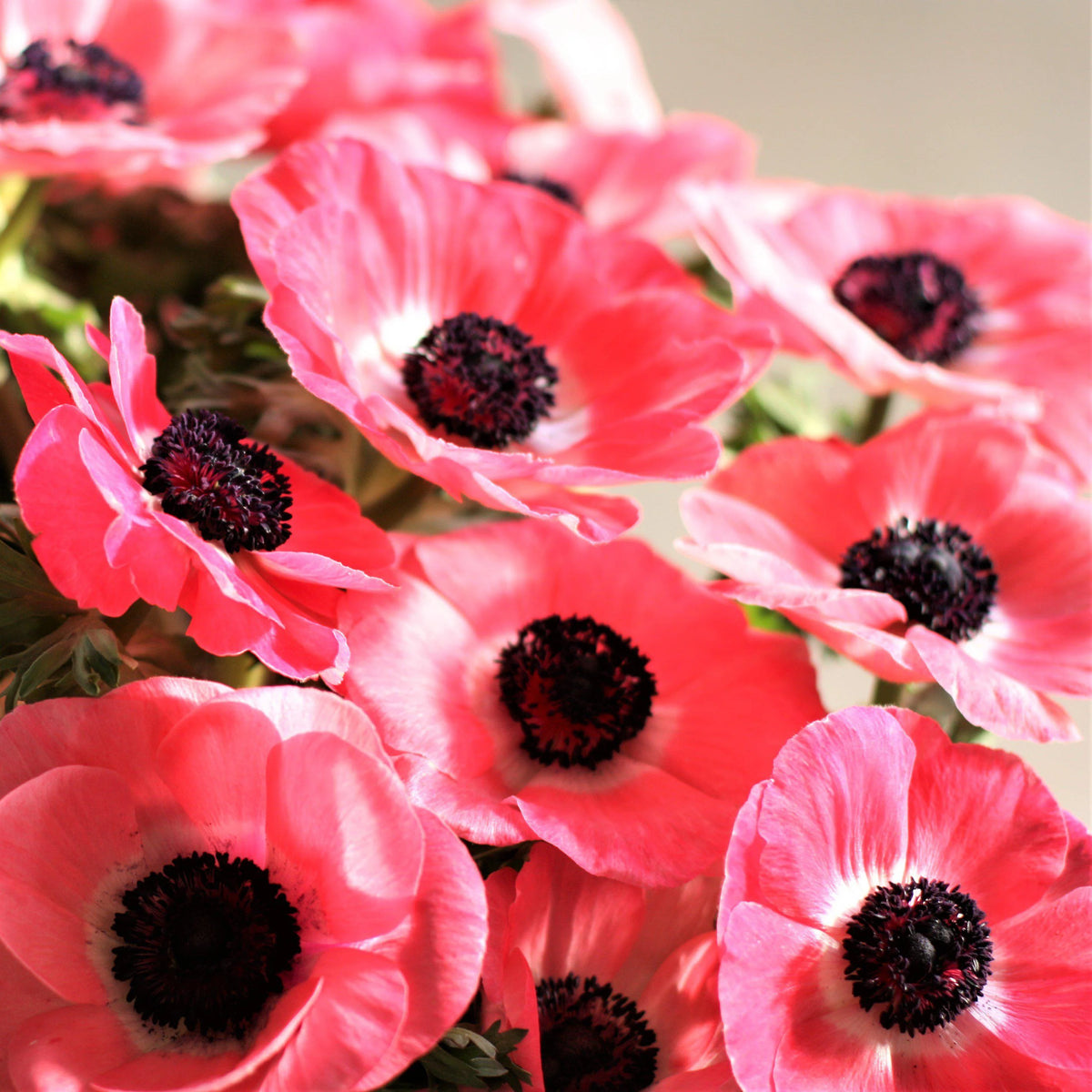 Rosa Shocking Anemone Seeds