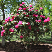 View Stunning Azaleas – Red, Pink, White & Dreamy Mixed Colors | Four-Season Garden Delight image 5