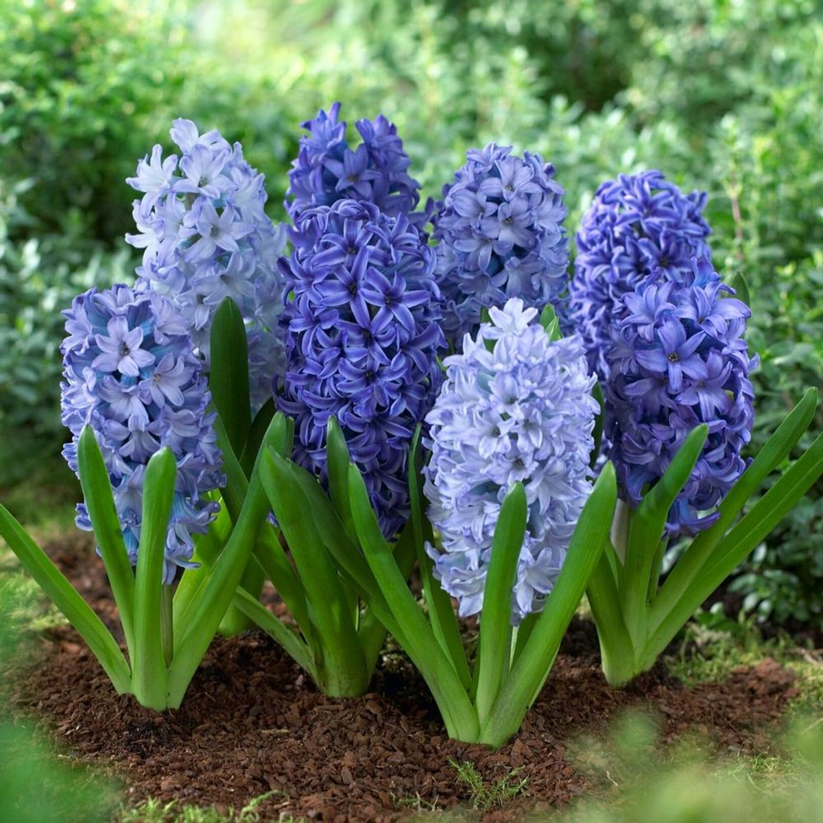 Mixed Color Hyacinth Seeds