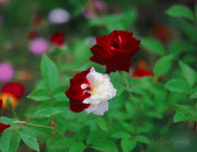 View Rare Twin Roses - Seeds image 4
