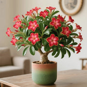 View Rainbow Desert Rose - Cold and Heat resistant, Easy to survive image 5