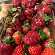 View Black Pearl Strawberry Seeds image 4