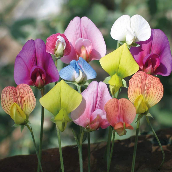 💐Multi Color Sweet Pea Flower Seeds