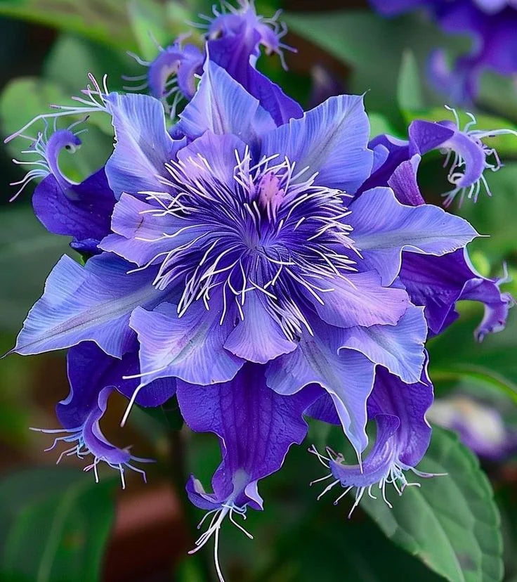 🌺 BEAUTIFUL PASSIONFLOWER SEEDS 🌿