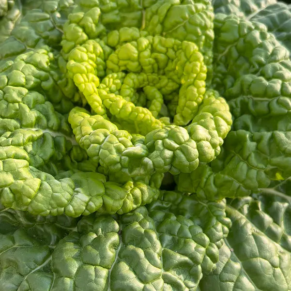 🥬Brassica Narinosa Seeds 🥬