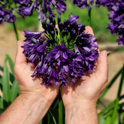 View Agapanthus africanus 'Black Jack' image 3