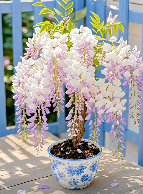 🇺🇸 Celebrate America’s 250th with Red, White & Blue Wisteria Seeds 🌸