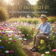 View 🌼 Unstoppable Cornflower Seeds – Premium Wildflowers That Grow Anywhere! image 1