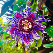 View 🌺 BEAUTIFUL PASSIONFLOWER SEEDS 🌿 image 4