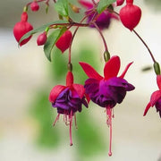 View Fuchsia Hybrida Voss Seeds The fairy flower image 3