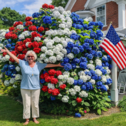 View 🔥 Limited Edition! Red, White & Blue Hydrangeas for America’s 250th 🇺🇸 image 2