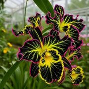 View 🦋Iris butterfly seeds image 3