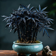 View 🌿 DreamBamboo — Multi-Color Lucky Bamboo Cypress image 3