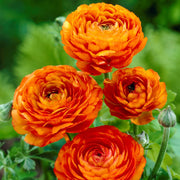 View Multicolor Ranunculus Seeds image 6