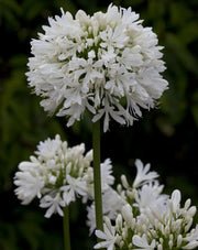 View 🔥🔥Agapanthus africanus 'Albus' image 1