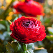 View Multicolor Ranunculus Seeds image 5