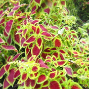 View 50pcs/Bag Coleus Bonsai Flower Leaf Plants Rainbow Dragon Seeds Garden image 6