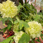 View 🌺PEONY FLOWER SEEDS image 6