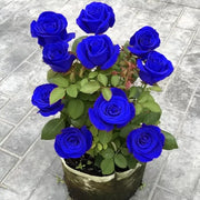 View 💙BLUE ENCHANTRESS ROSE SEEDS✨ image 2