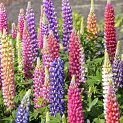 View LUPINE FLOWER SEEDS image 5