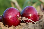 View Purple Fruit Onion Vegetable Seeds image 5