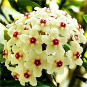 View Hoya Seeds - Stars falling from the sky✨ image 5