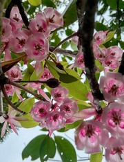 View Rare Tuberose Enkianthus Seeds image 5