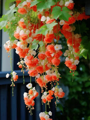 View Weeping Begonia Seeds-Malus halliana image 1