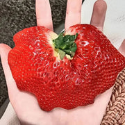View 🍓Super Giant Strawberry Seeds – Grow Juicy, Extra-Large Strawberries! image 4