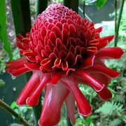 View Porcelain rose seeds-Etlingera elatior-Torch Ginger image 6