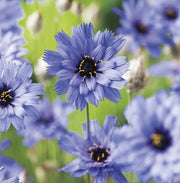 View Cupid's Dart Blue - Enchanting Blue Perennial image 1