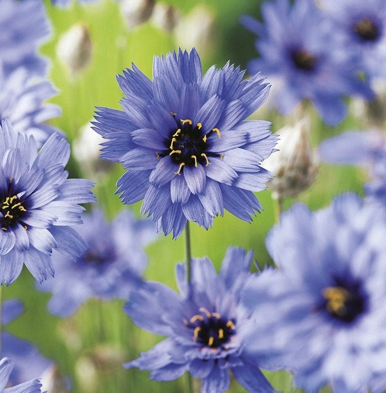 Cupid's Dart Blue - Enchanting Blue Perennial
