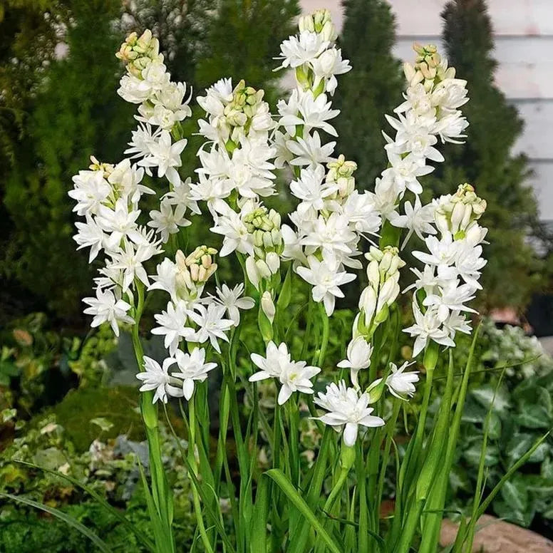 🔥[Limited Time Sale]Tuberose🌸 Bulbs! Enjoy 💥50% off, come by and grab it!