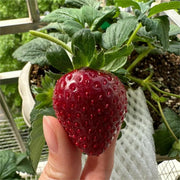 View Black Pearl Strawberry Seeds image 5