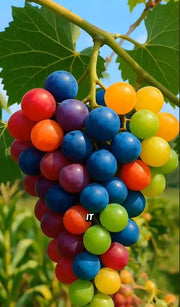View Colored Grape Seeds image 1