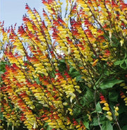 View Firecracker Vine Ipomoea Lobata Seeds image 2