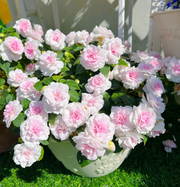 View Mixed Color- Double Flower Impatiens Seeds - Mosquito and Snake Repellent Plants image 4