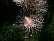 View Barringtonia racemosa seeds🌸 image 4