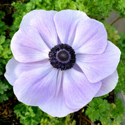 View Azzurro Anemone Seeds image 1