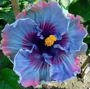 View Beautiful Cosmic Dancer Hibiscus image 3