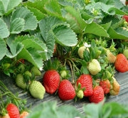 View All-season Strawberry Seeds image 5