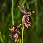 View Flying Duck Orchid Seeds – Grow Your Own Rare and Unique Purple Duck Orchids! 🌿🦆 image 4