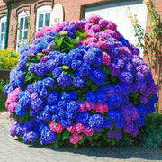View Hydrangea Seed: Beautiful, reunion and gratitude image 5