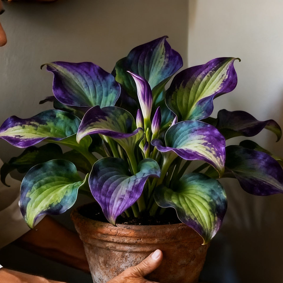 Muticolor Hosta Seeds-Perennial Shade Plant for Garden and Yard Plant🌈God's Artistic Canvas