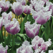 View Blue Cummins Tulip Seeds image 4