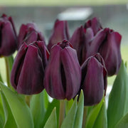 View Purple Tulip Flower Seeds image 3