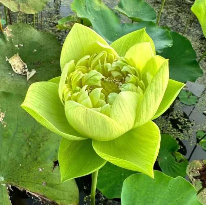 🌸[7 days germination]Last Day Sale - 50% OFF💐The Sacred Bonsai Bowl Lotus Flower