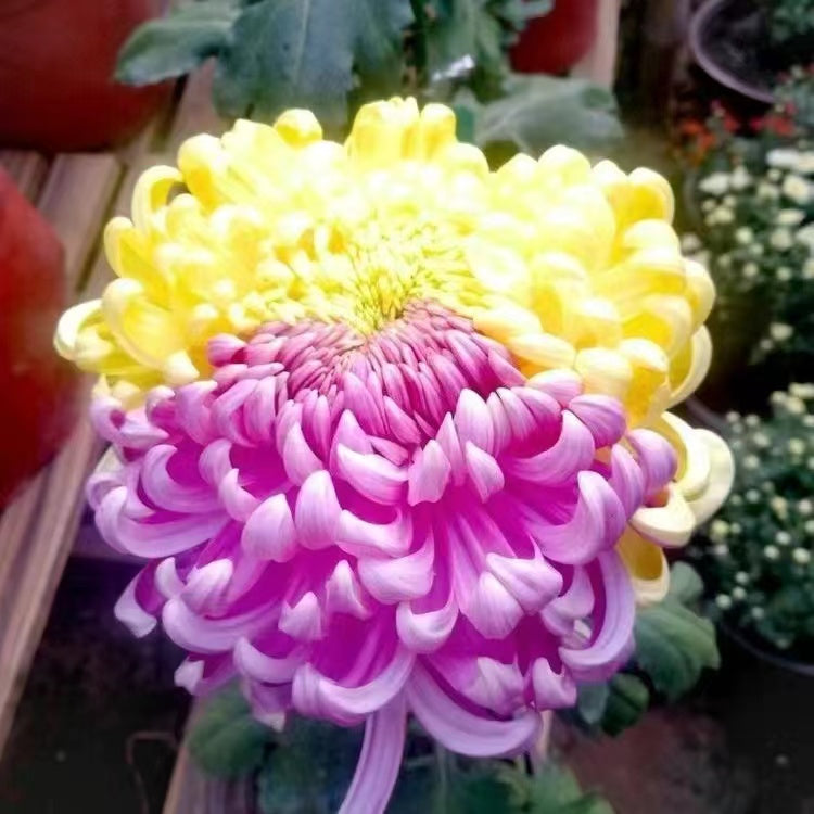 Beautiful Rare Golden Daisy🌻Easy